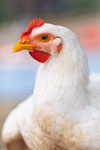 chicken image