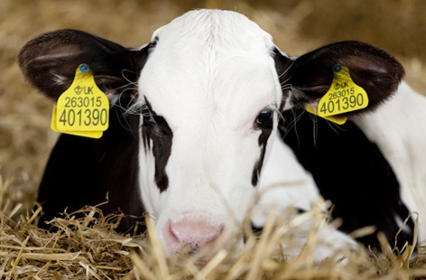 cow farmer jo blog