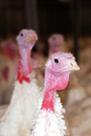 turkey image