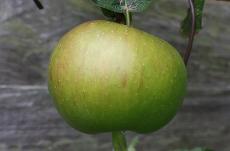 Baked apples thumb