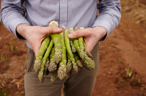 Asparagus farming in Herefordshire