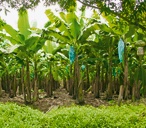 banana article (t)