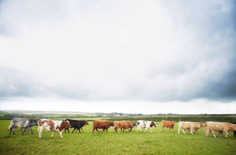 beef provenance (h)