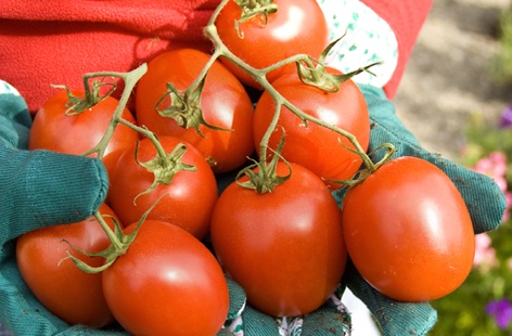how to choose tomato (h)
