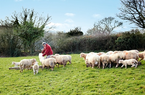 Lamb farming in Devon for Tesco