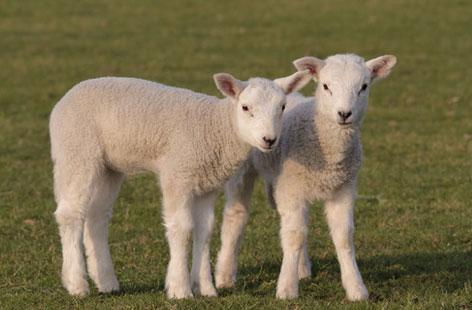 lamb farming hero