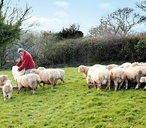 Lamb farming in Devon