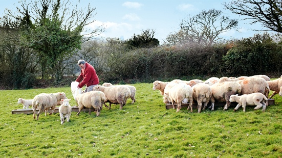 Lamb farming in Devon