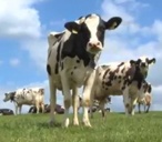 The journey of your milk