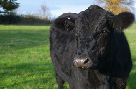 farmer jo blog trophy HERO
