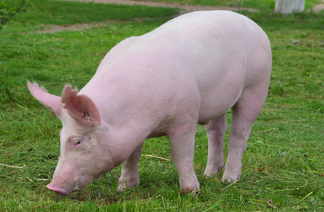 pork farming hero