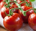 tomatoes
